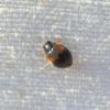 Scymnus interruptus
